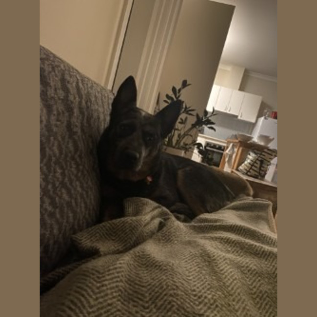 Photo of Dusty