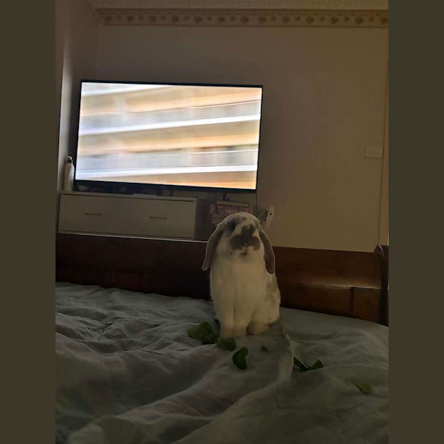 Photo of Mako