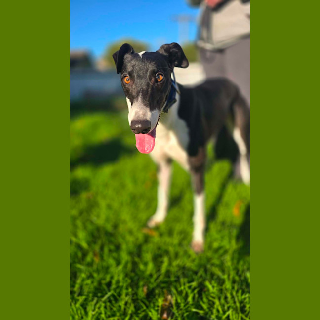 Photo of Dot