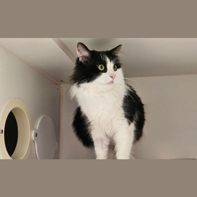 Photo of Ollie