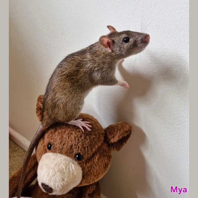 Photo of Sage