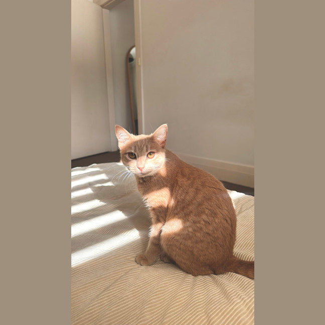 Photo of Latte