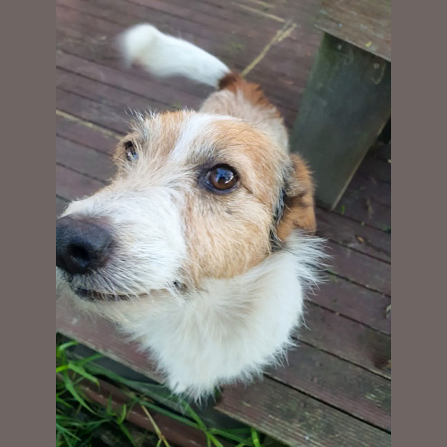 Photo of Nugget