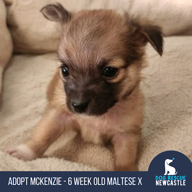 Photo of Mc Kenzie   6 Week Old Maltese X