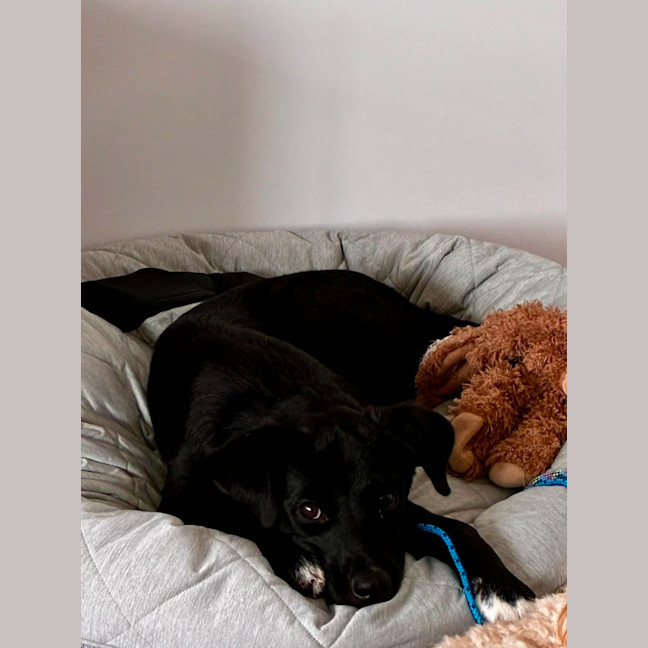 Photo of Jemima   5 Month Old Border Collie X