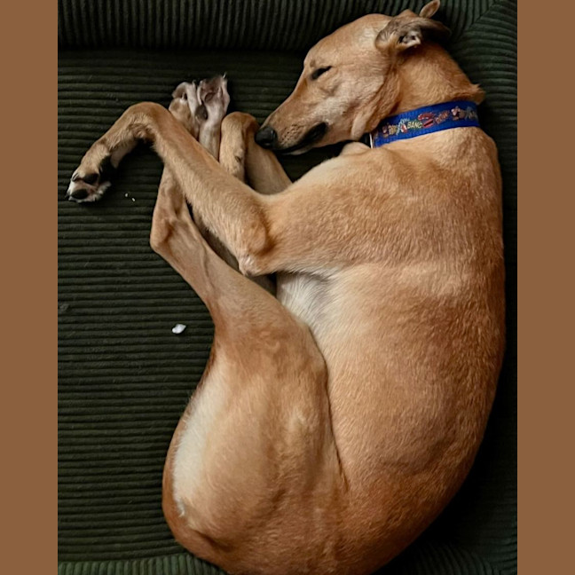 Photo of Stanley