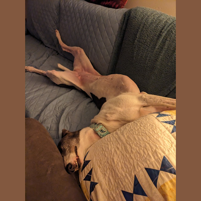 Photo of Flowers, The Greyhound