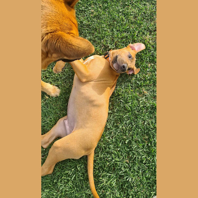 Photo of Jose' (Was Buster)
