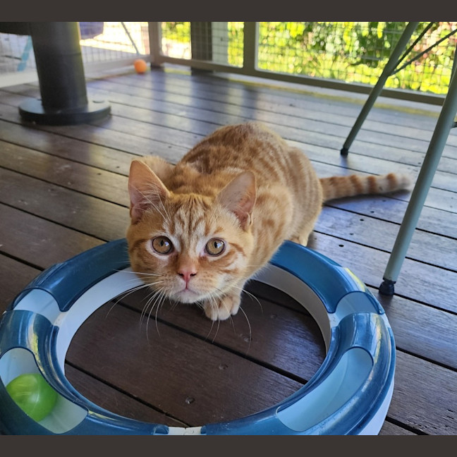 Photo of Peaches