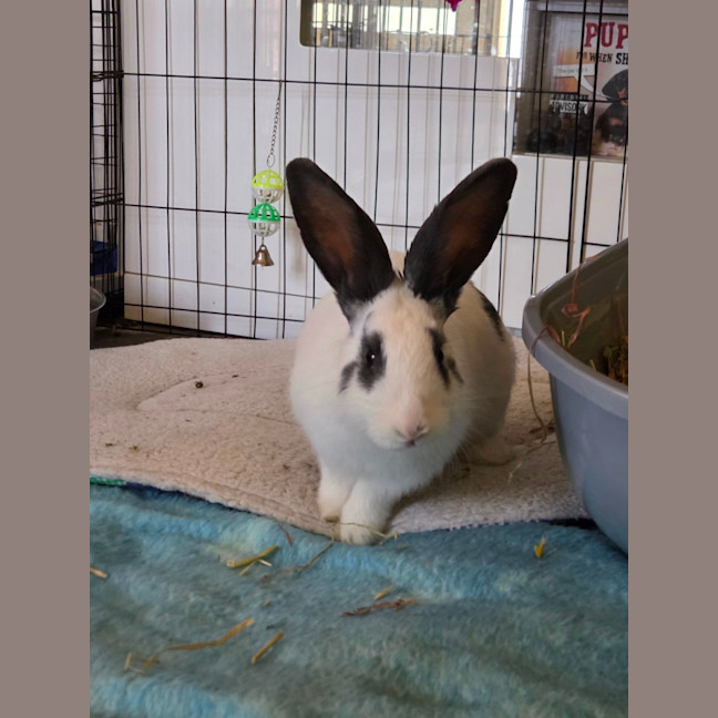 Photo of Chester