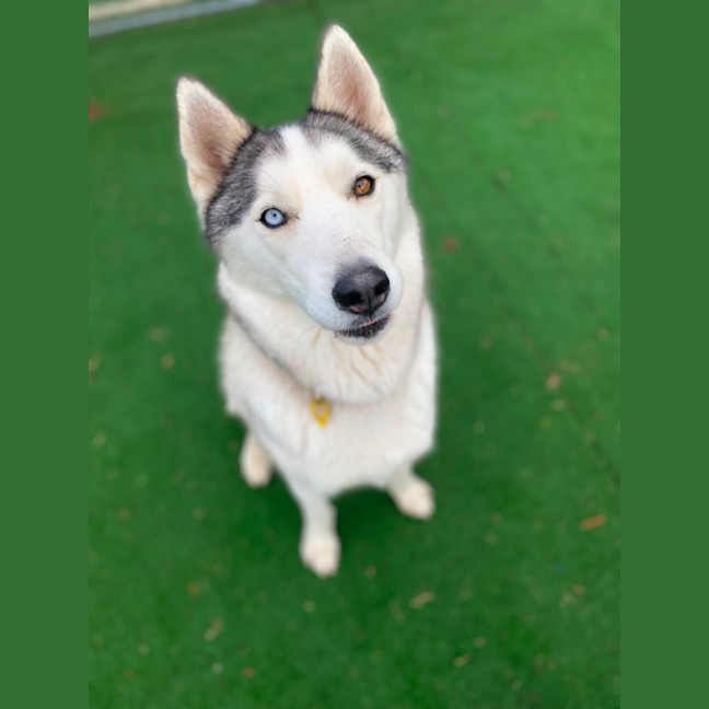 Photo of Koda 