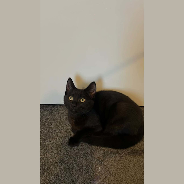 Photo of Peanut & Pickle