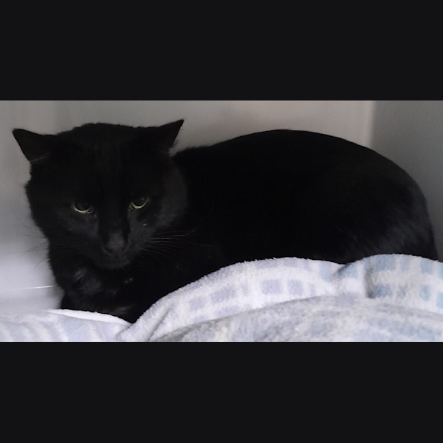Photo of Bogey