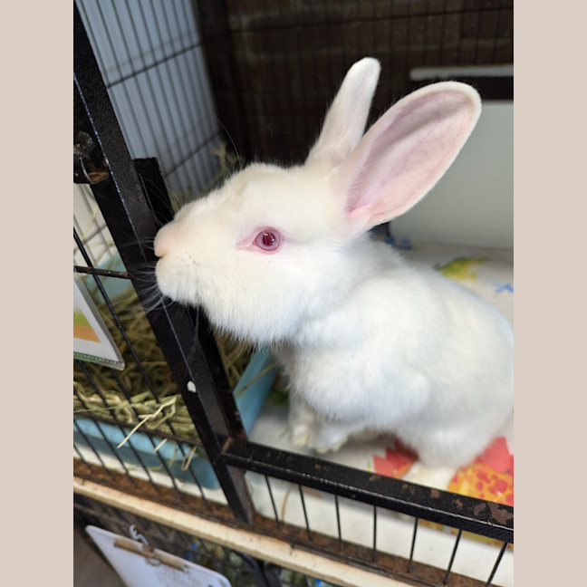 Photo of Gabriel (Gabe)