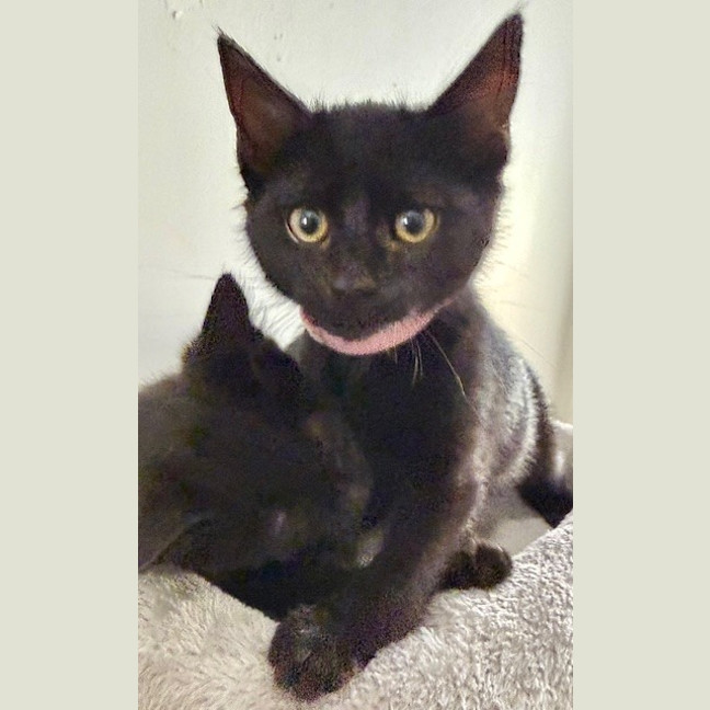 Photo of Pipkin