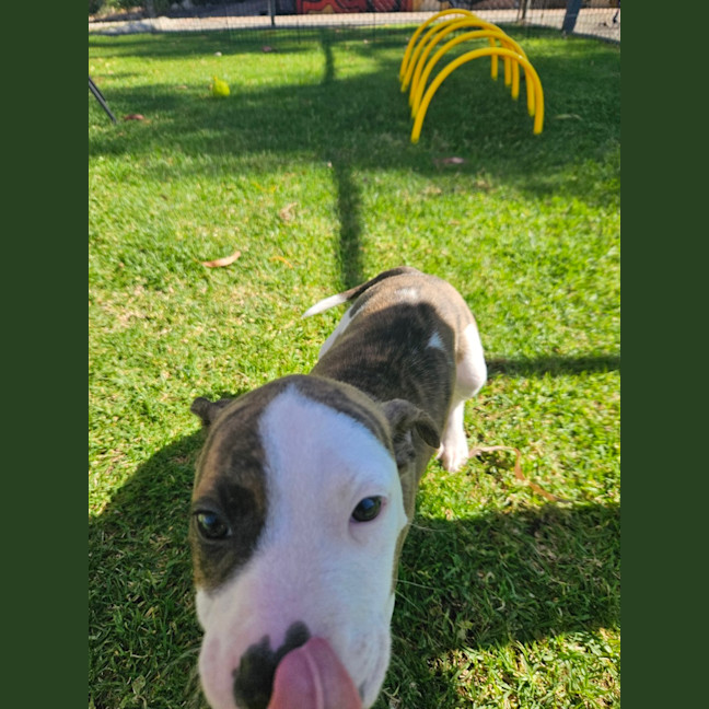Photo of Zolly
