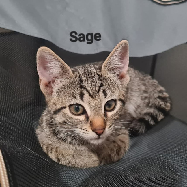 Photo of Sage