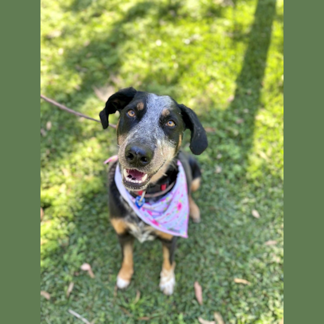 Photo of Luxi *$250 Adoption Fee*