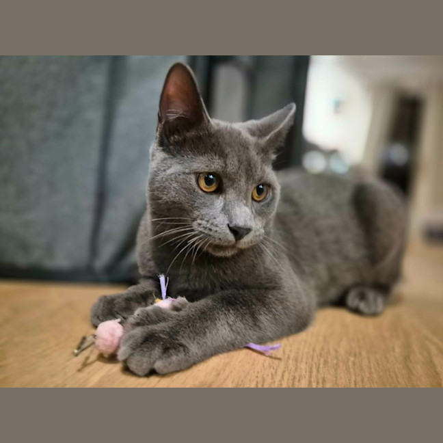 Photo of Lint