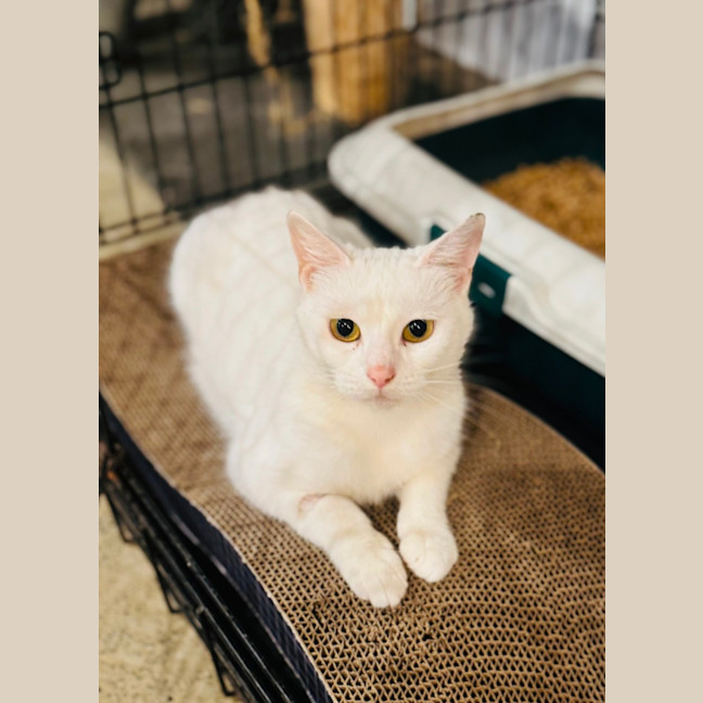 Photo of Antoinette And Angelique