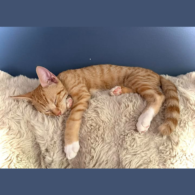 Photo of Tommy