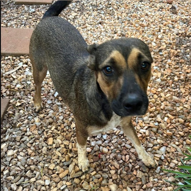 Photo of Peanut