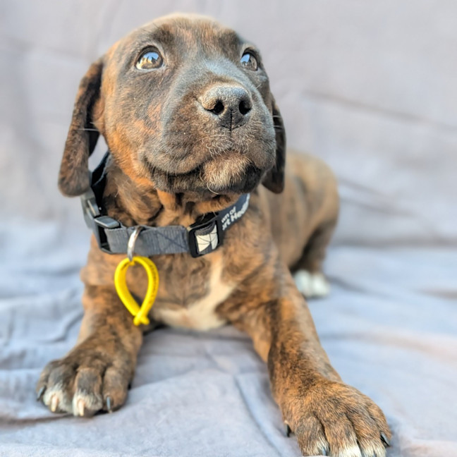 Photo of Cora