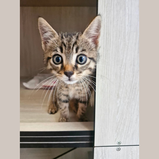 Photo of C1526 Caine