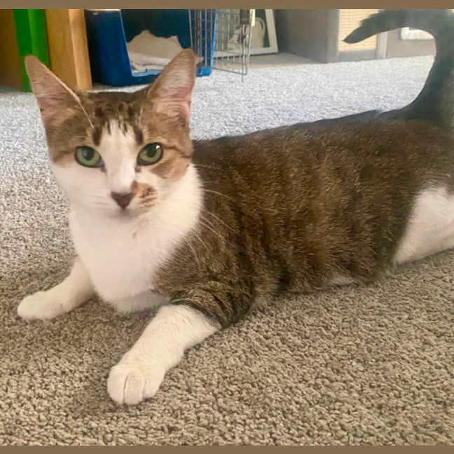 Photo of Daphne