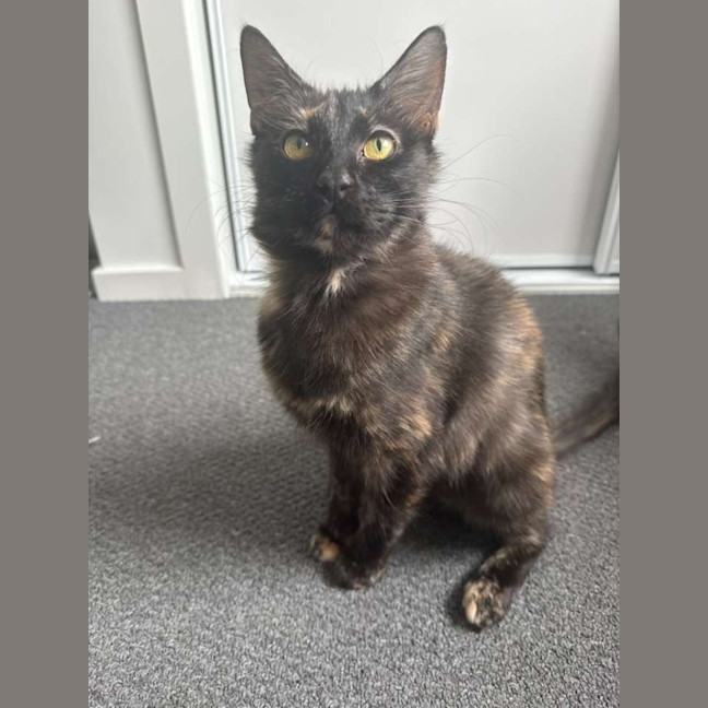Photo of Brioche