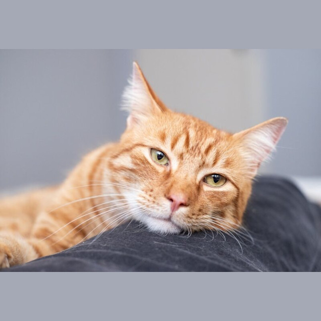 Photo of Pumpkin