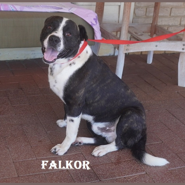 Photo of Falkor