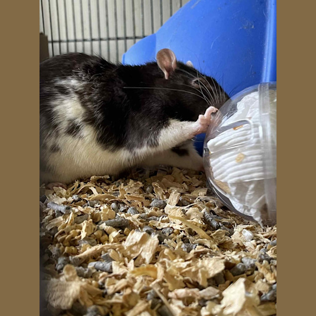 Photo of Galaxy & Apollo