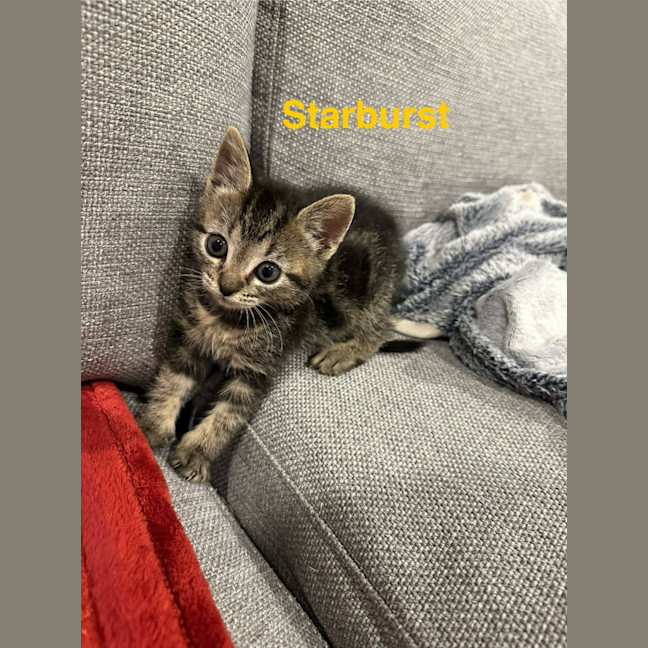 Photo of Toby (Was Starburst)