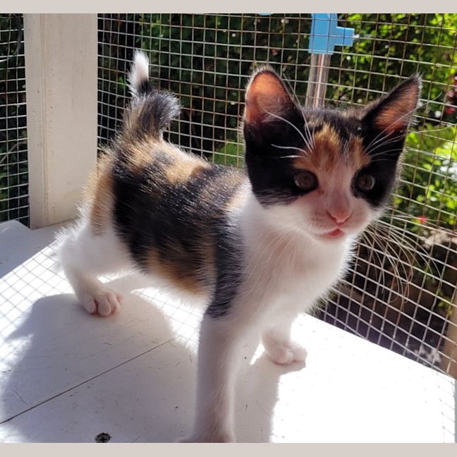 Photo of Snapper (K53)