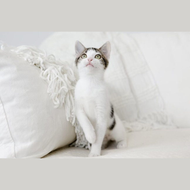 Photo of Goji