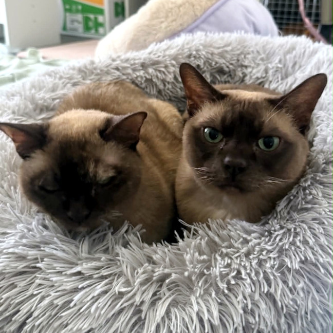 Photo of Coco & Louie