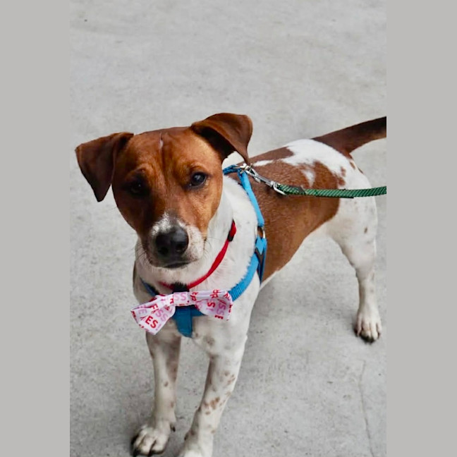 Photo of Fenton   2 Year Old Jack Russell