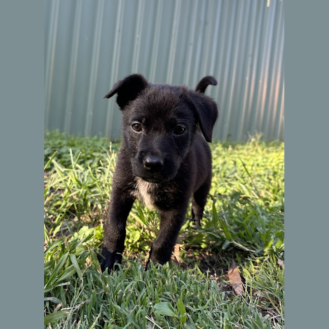 Photo of Taz   8 Week Old Cattle Dog X Kelpie
