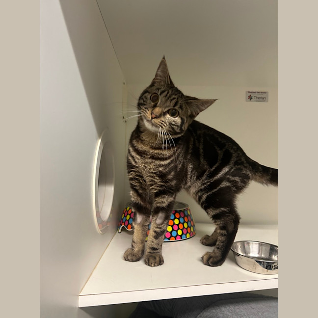 Photo of Mischief