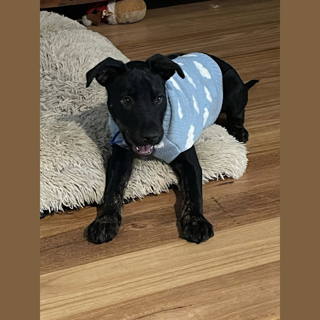 Photo of Oscar   4 Month Old Kelpie X Wolfhound