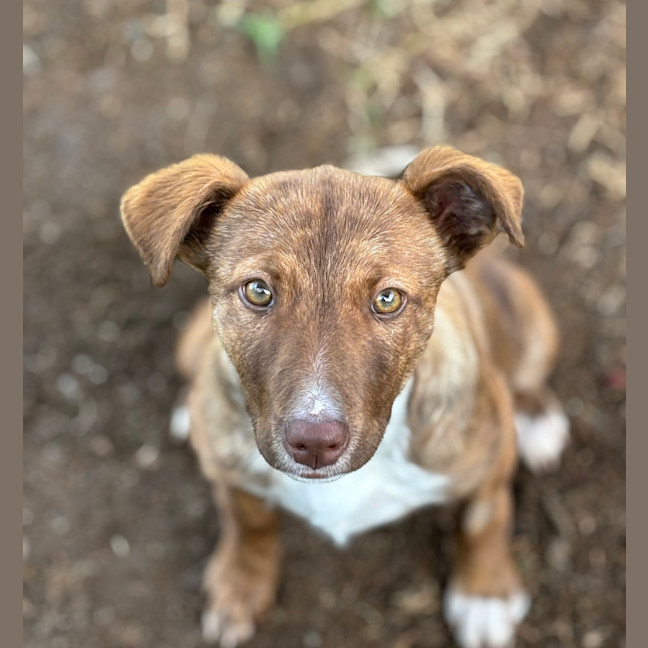 Photo of Bailey