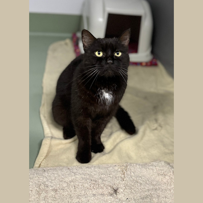 Photo of Salem