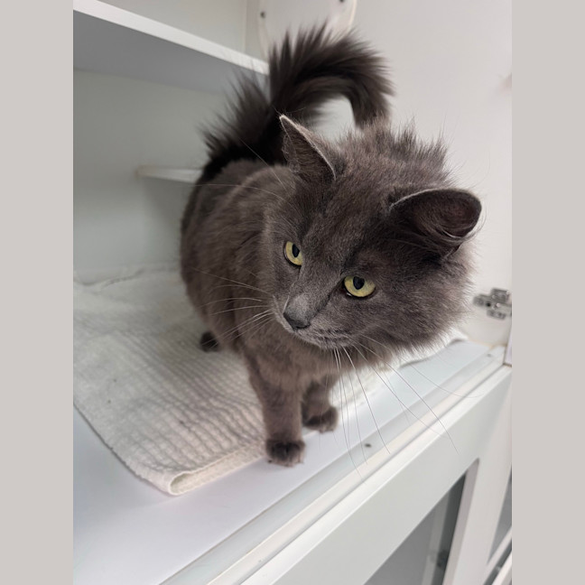 Photo of Sapphire