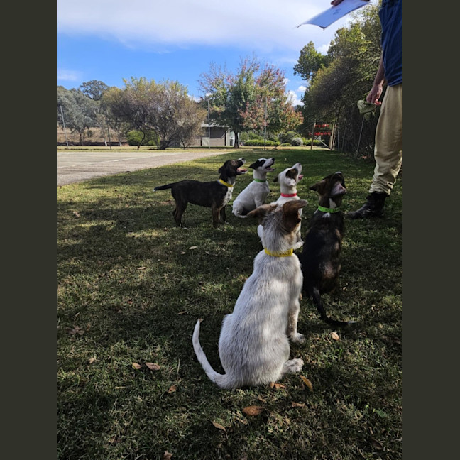 Photo of Wolfie Kids 