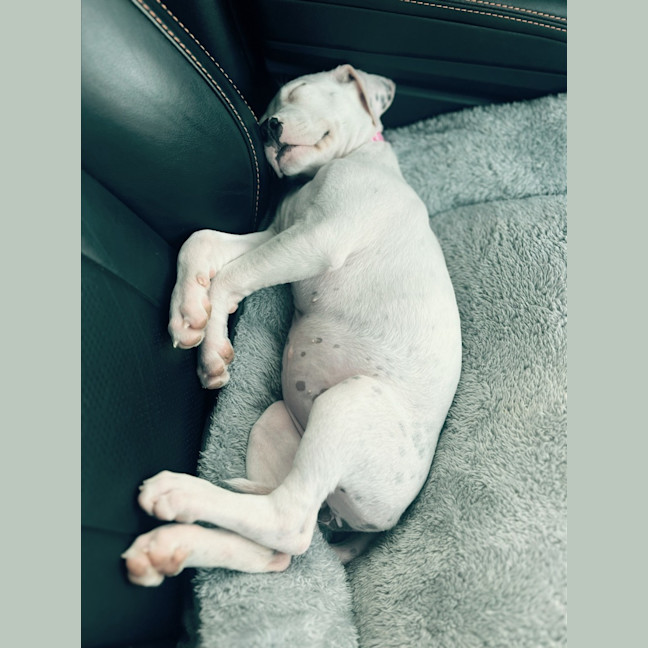 Photo of Dotti   10 Week Old Cattle Dog X (Trial)