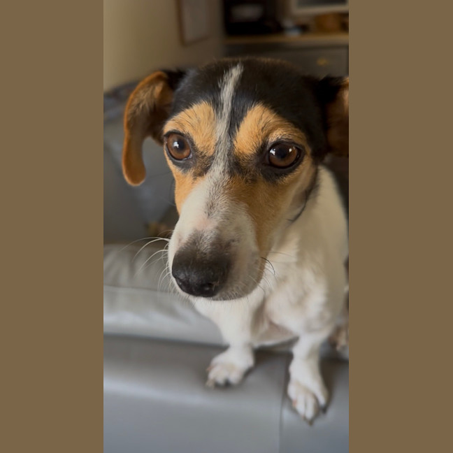 Photo of Bella