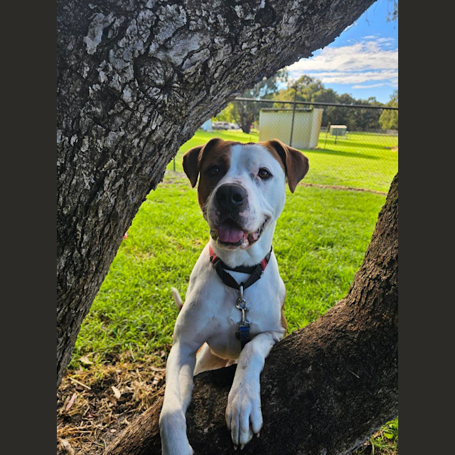 Photo of King