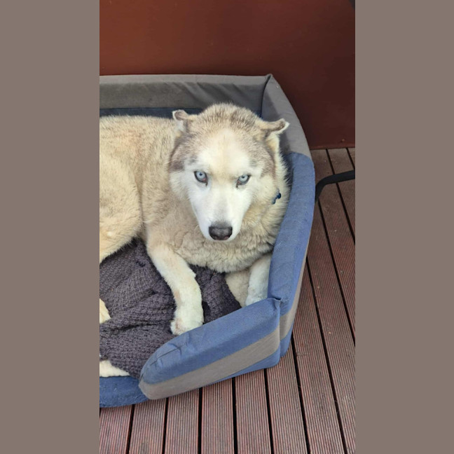 Photo of Loki