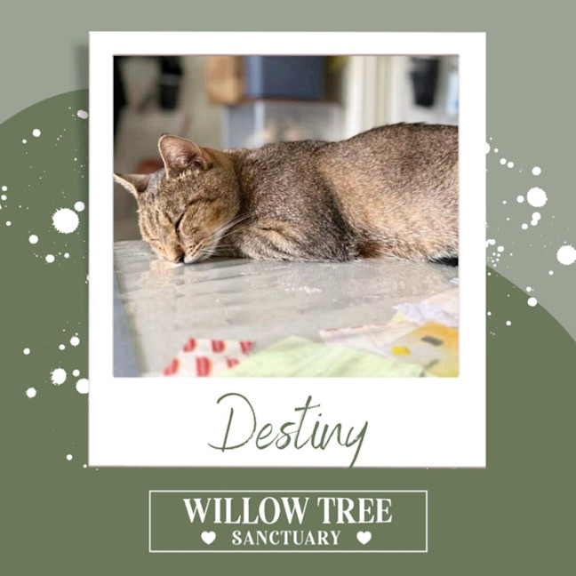 Photo of Destiny